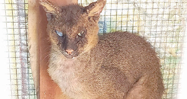 Unusual Encounters: Wild Cat Trapped in a Chicken Coop in Pulikkunn Puthanpurakal