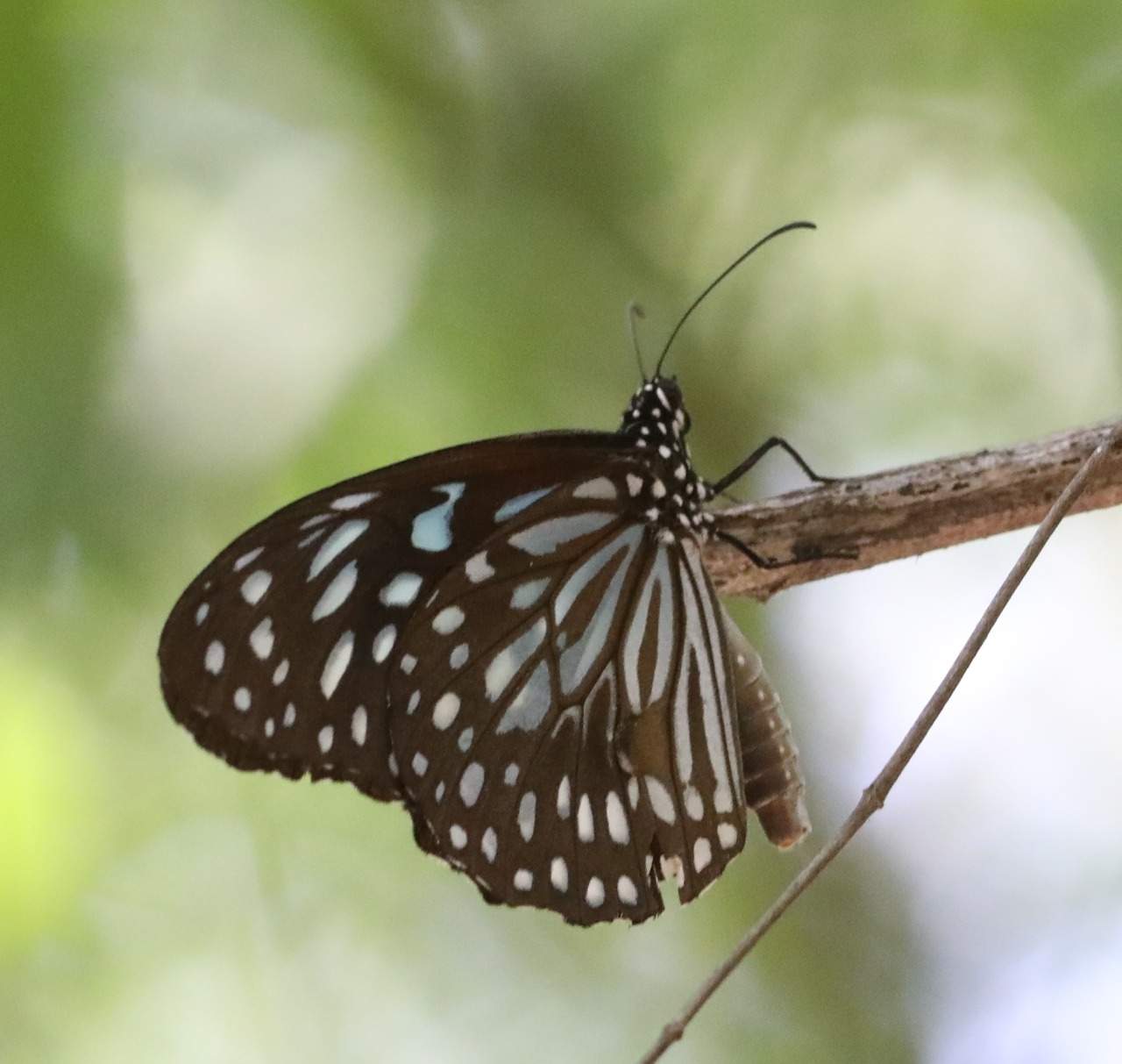 luthfiannisahay Life Cycle Of Butterfly Video In Tamil