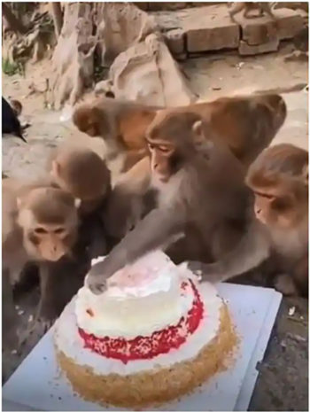 415 Monkey Cake Images Stock Photos, High-Res Pictures, and Images - Getty  Images