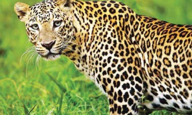 Mangaluru: Leopard spotted at Maroli? | udayavani