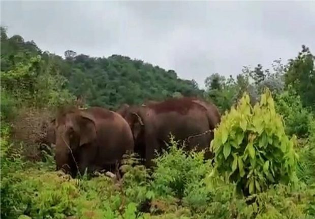 Five elephants brought to MP's Pench Reserve from K'taka to guard