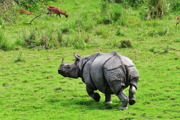 Rhinoceros Horns May Be Shrinking, According to a Recent Study