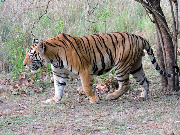 First time ever' - Royal Bengal Tiger spotted at an altitude of 3,640  meters