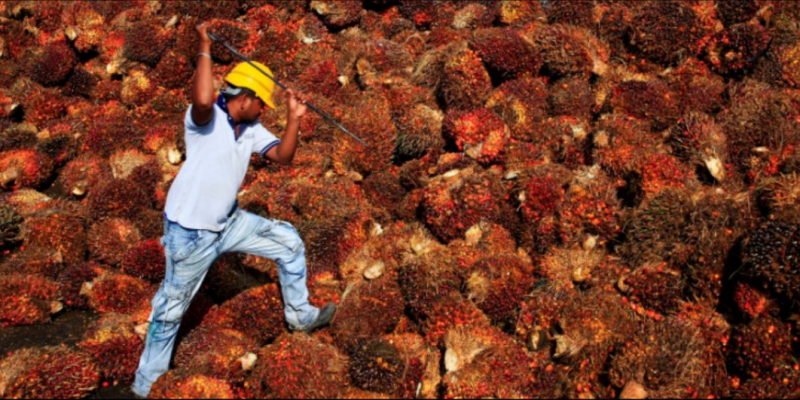 Which Country Consumes the Most Palm Kernel Oil in the World