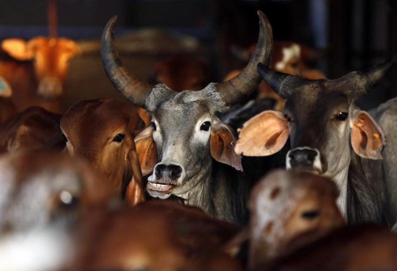 How Selective 'Activism' Brought Goa's Beef Traders to Their Knees