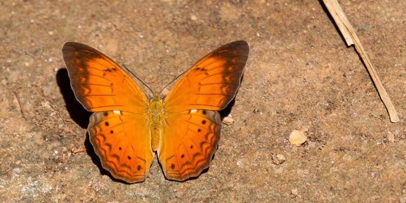 Tamil Nadu Becomes Fifth Indian State to Declare a State Butterfly