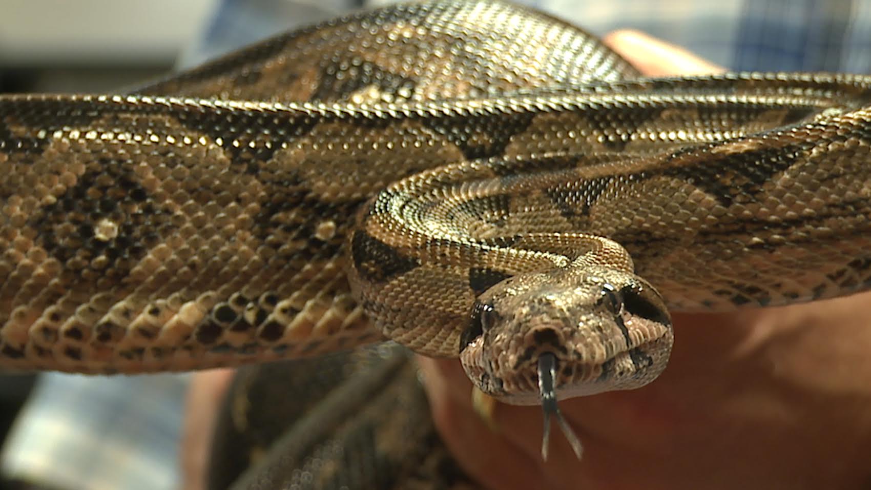 Snake Kills Bigger Snakes With World's Most Powerful Squeeze