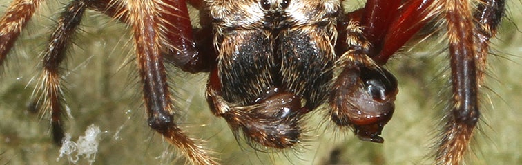 What Makes Darwin's Bark Spider Web So Amazing? - Smore Science Magazine