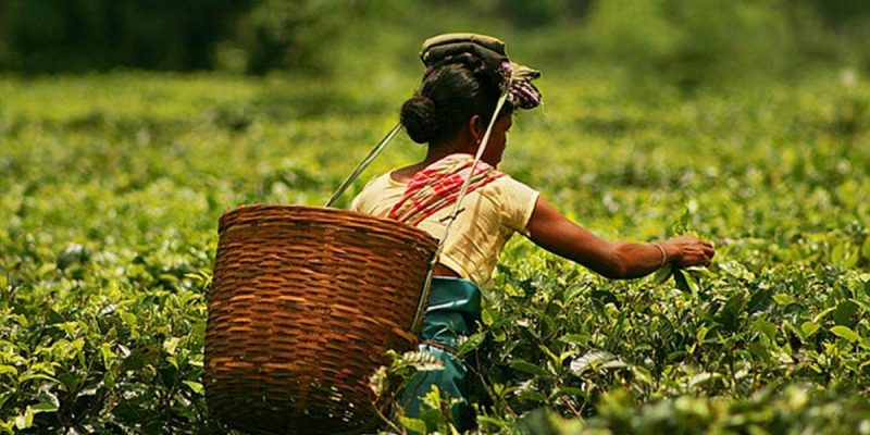 Maternal Mortality Burden on Adivasi Workers in Assam Tea Plantations:  Report