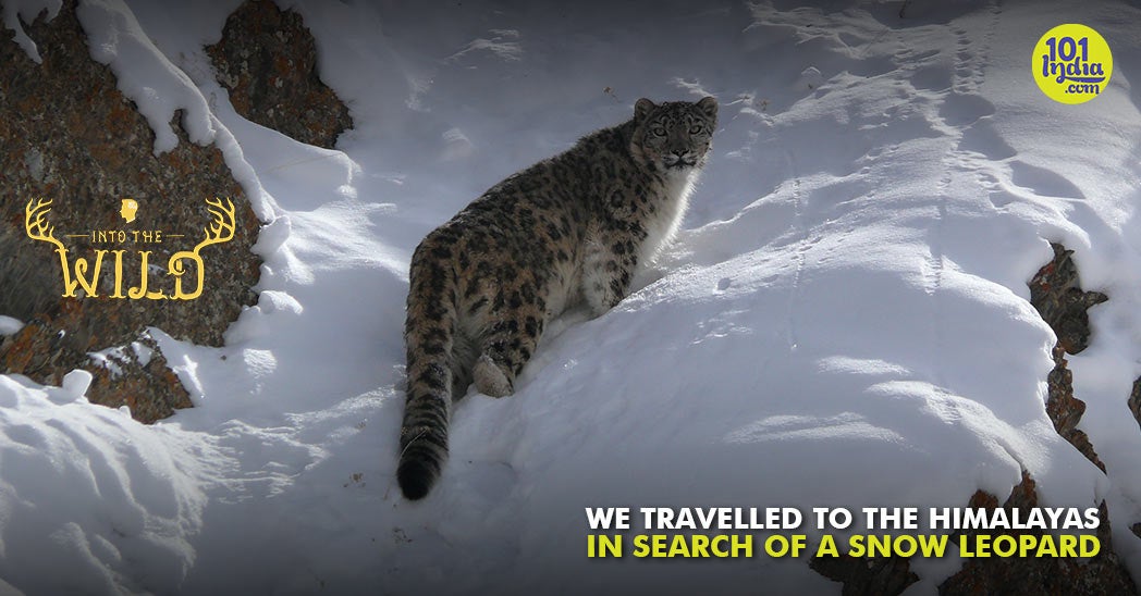 Snow Leopard – The Grey Ghost of the Himalayas