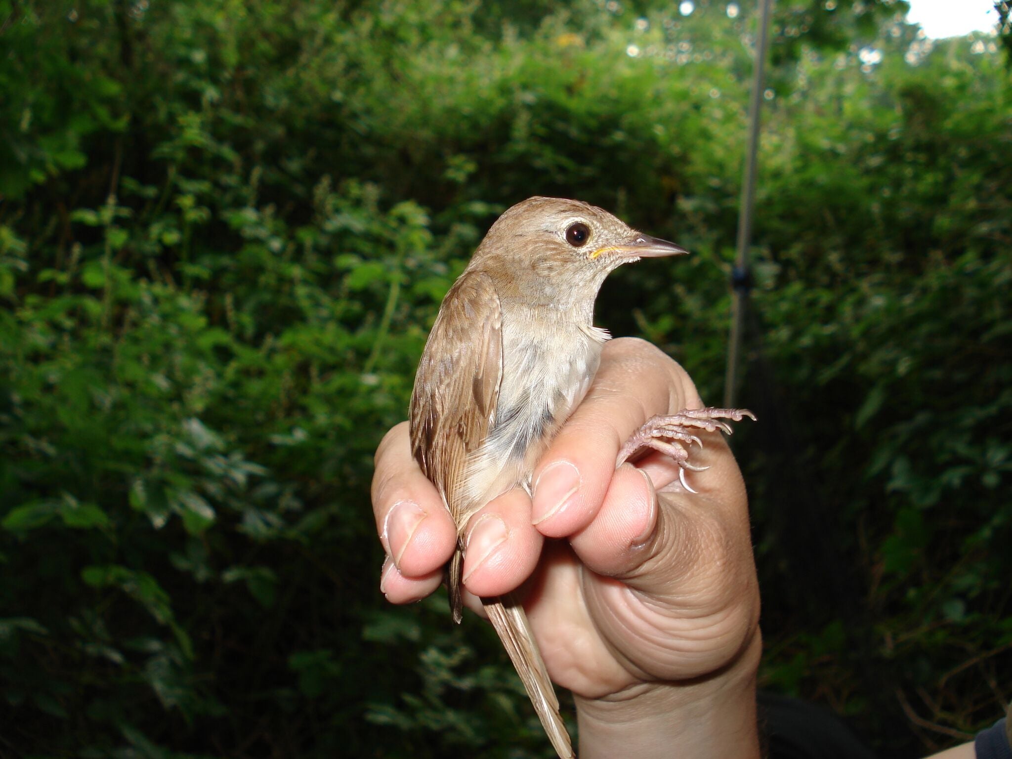 Bird sounds. Singing nightingale. Amazing bird song 