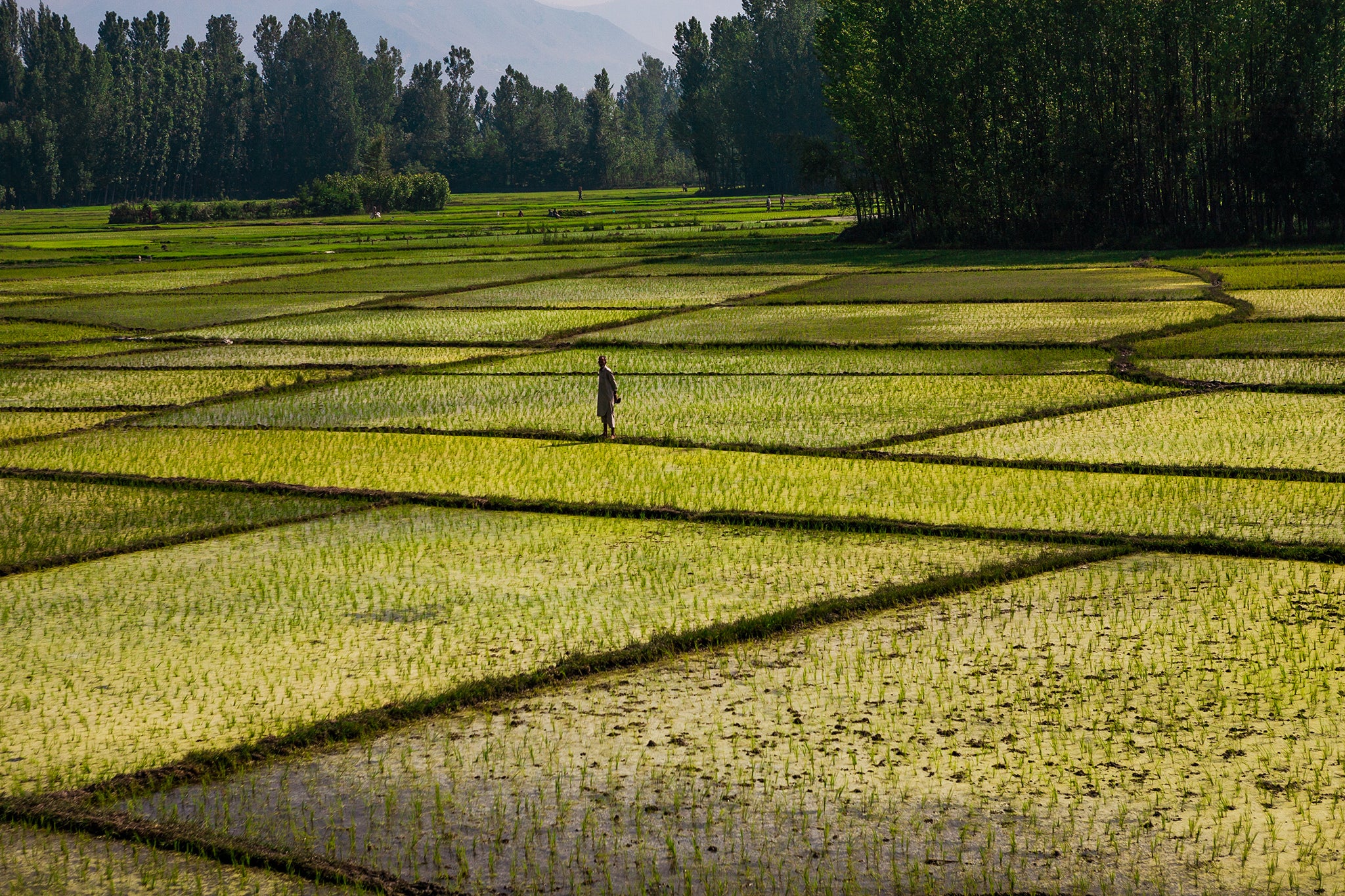 Indian Agriculture Field