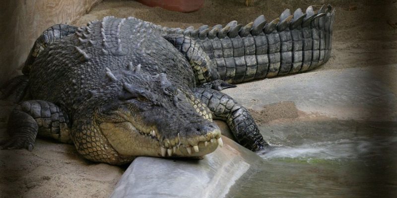 What Does A One-Trick-Pony And Australian Crocodile Farming Have In Common?  Sustainable-Use Ideology - Nature Needs More