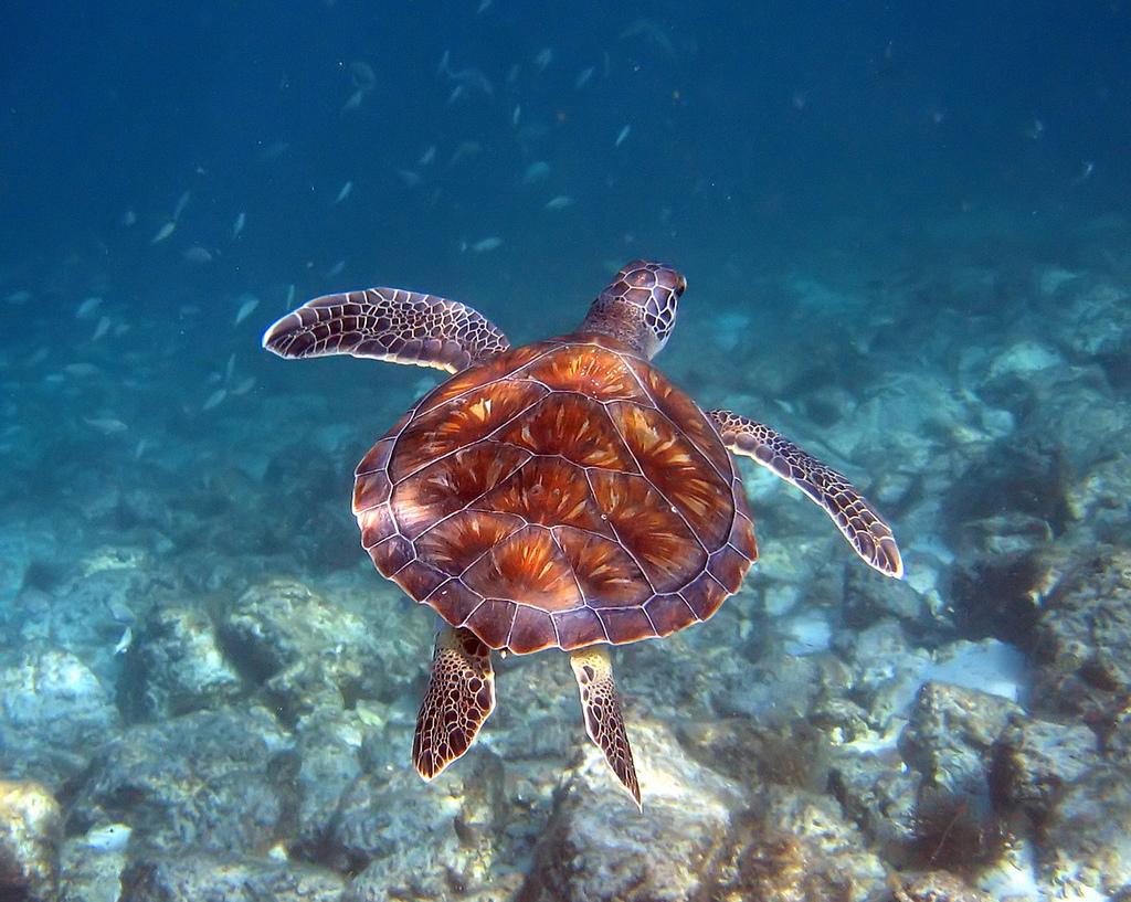 How Can We Stop the Feminisation of Sea Turtles in the Northern Great  Barrier Reef?