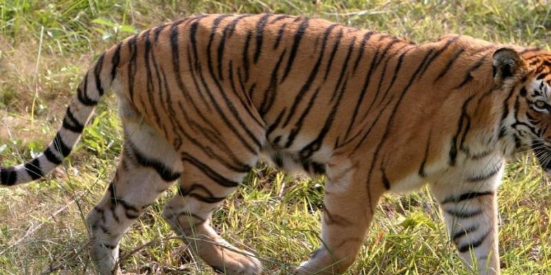 Endangered Bengal Tigers Could Go Extinct By 2070