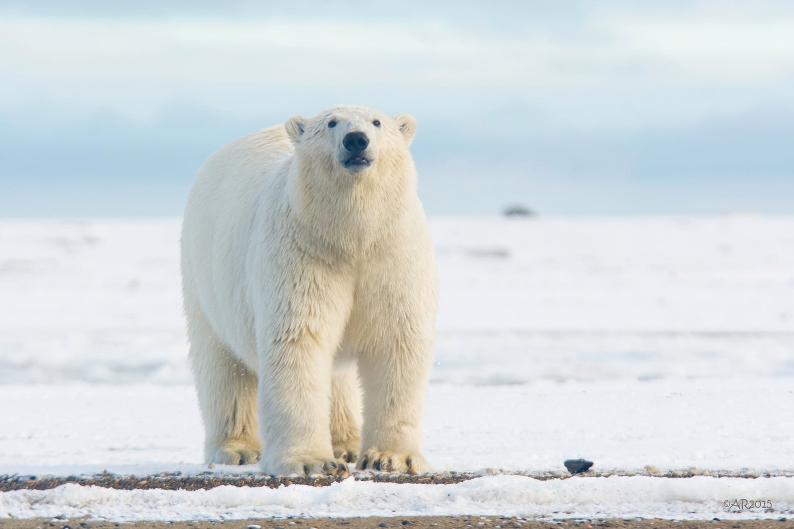 Большая белая. Полар бир (Полярный медведь) ('Polar Bear') №22. Белый медведь сбоку. Медведь большой белый. Камчатский белый медведь.