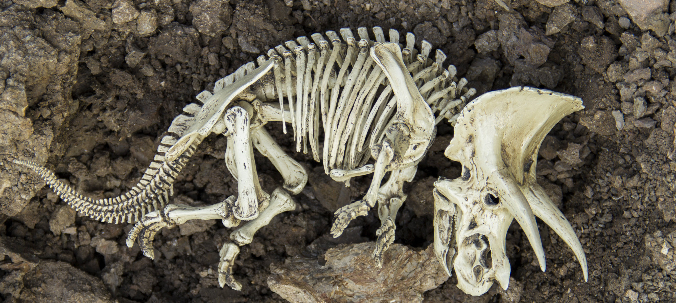 Какие породы образуются из останков живых. Палеонтология динозавры. Кости динозавров. Палеонтология позвоночных. Кости вымерших динозавров.