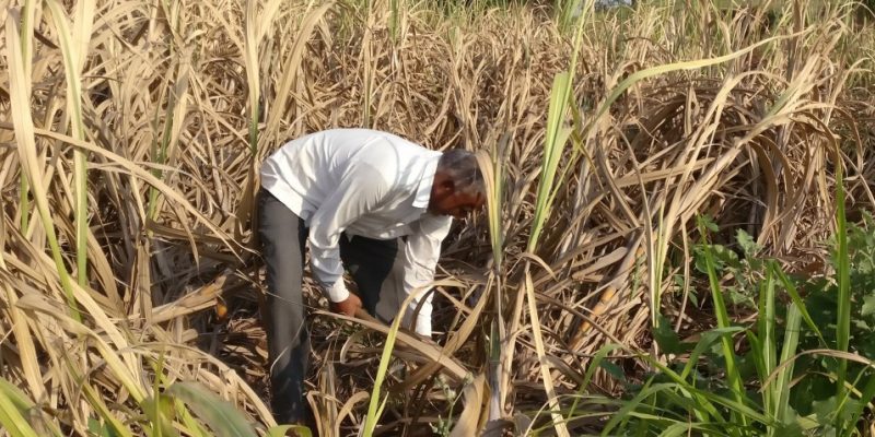 White grub worms impact sugarcane crop in Dharmapuri