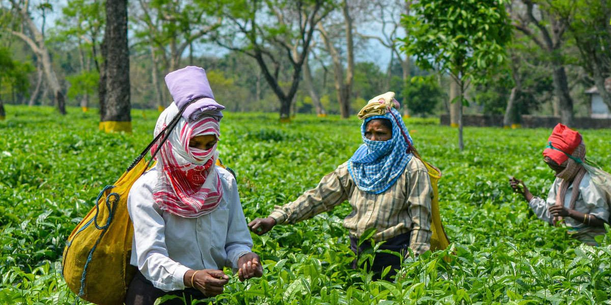 COVID-19 Has Pushed India's Already Suffering Tea Plantation Workers into  Deeper Crisis