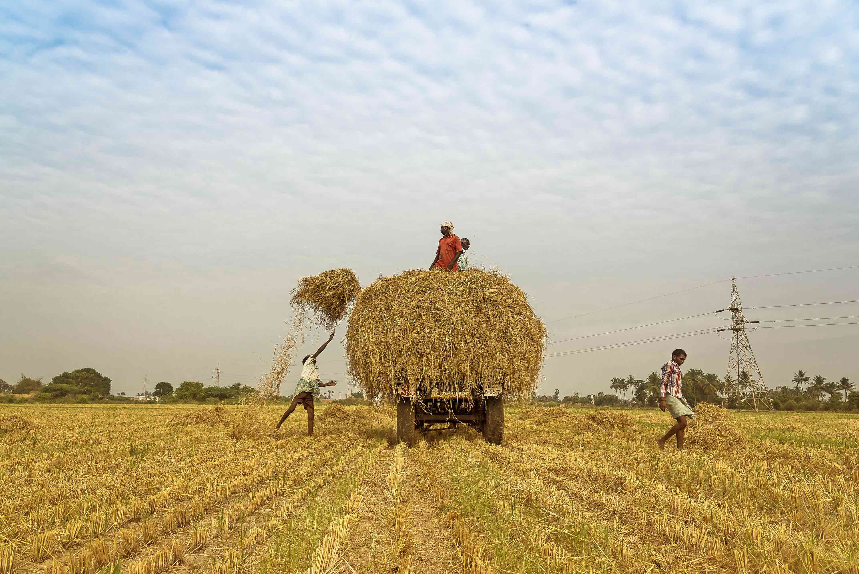 In northern india they harvest their wheat. Сельское хозяйство. Сельское хозяйство Индии. Традиционное сельское хозяйство. Сбор пшеницы в Индии.