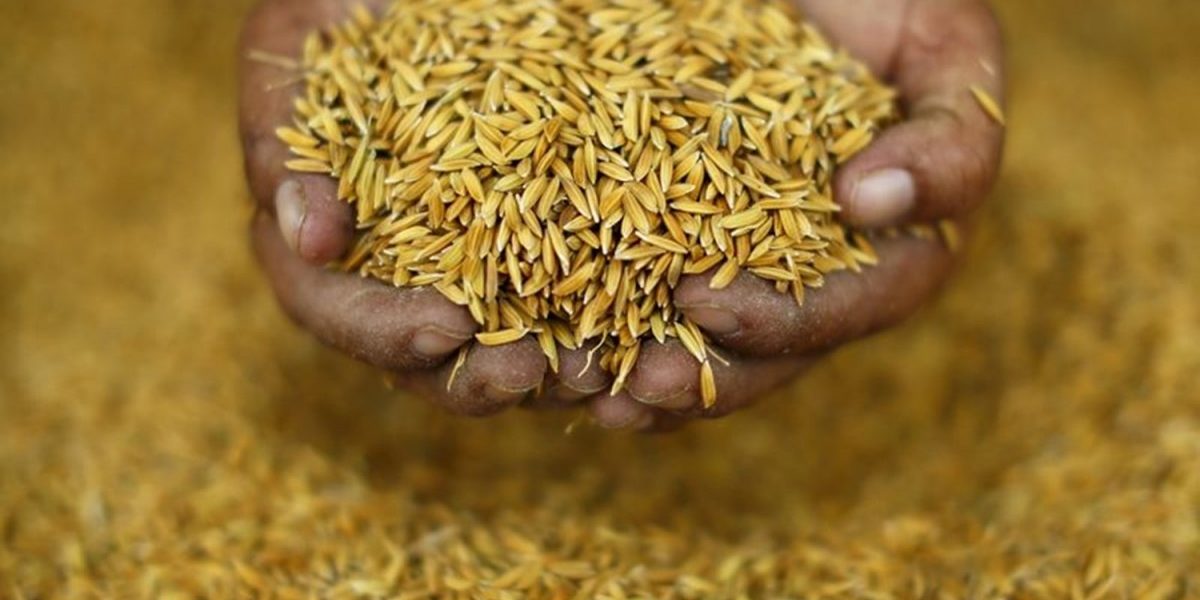 Free Food Grain Scheme Does Not Mean That We Do Not Have To Worry About  Hunger