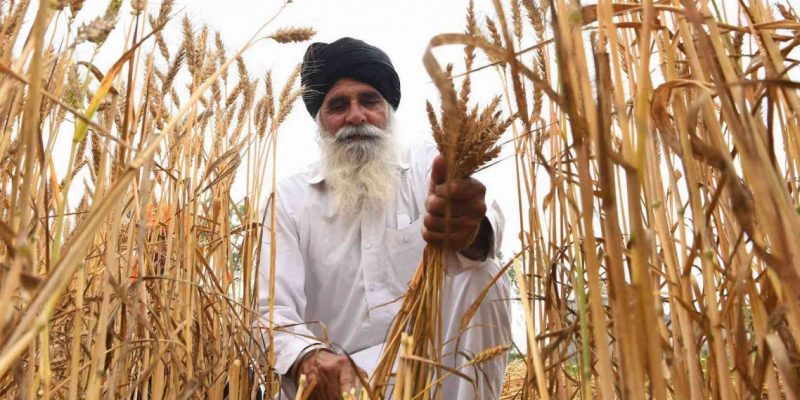 Punjab S Shrinking Agricultural Output Is An Opportunity For The State To Branch Out