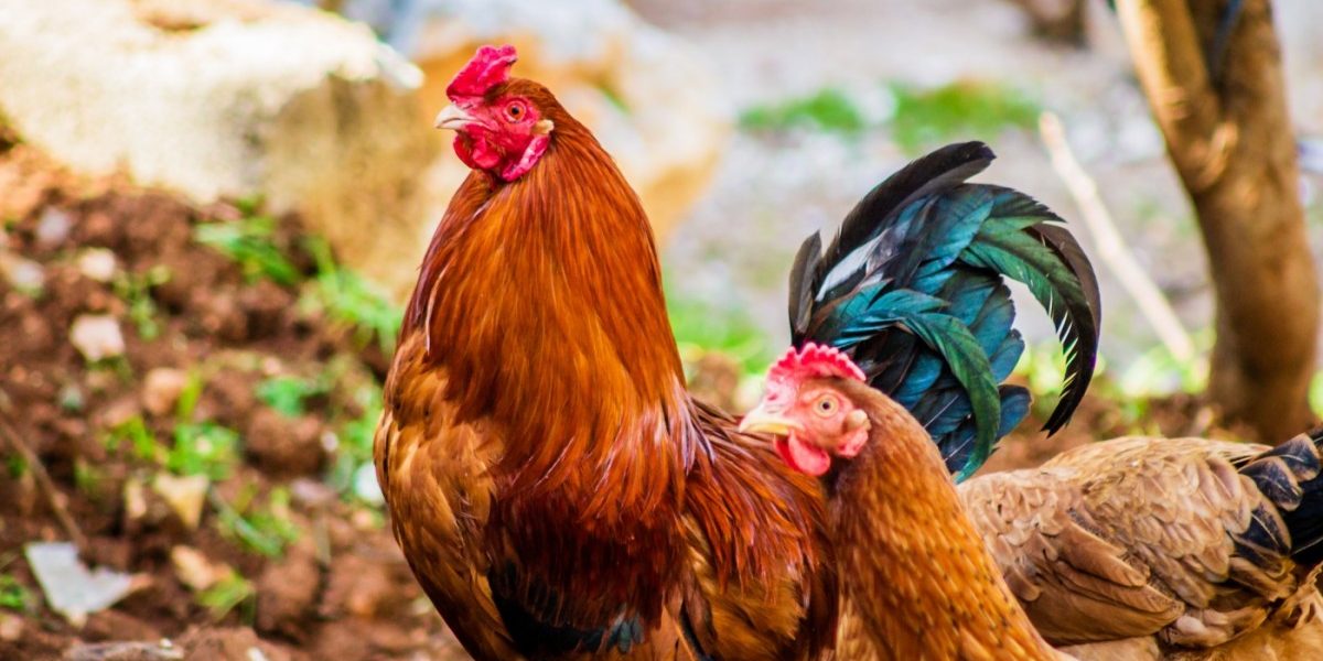 Bird Flu Outbreak How Safe Is It To Eat Poultry Meat Eggs