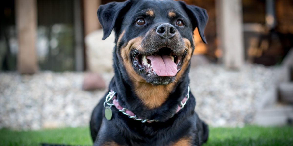 How Henry, The Rottweiler, Put Mahua Moitra In The Dog House