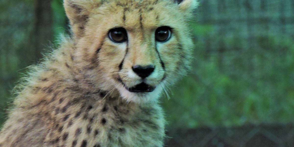 Cheetah Life Size – Foot Down – 2012