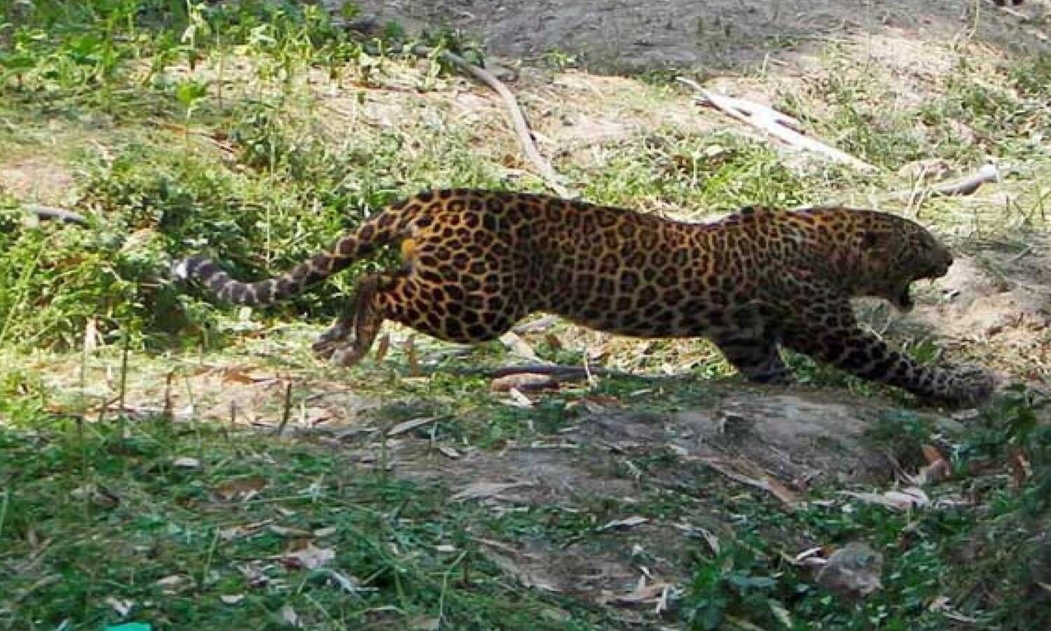 Two hurt in leopard attack at Tirumala; tigers spotted in Nallamala forest,  devotees alerted