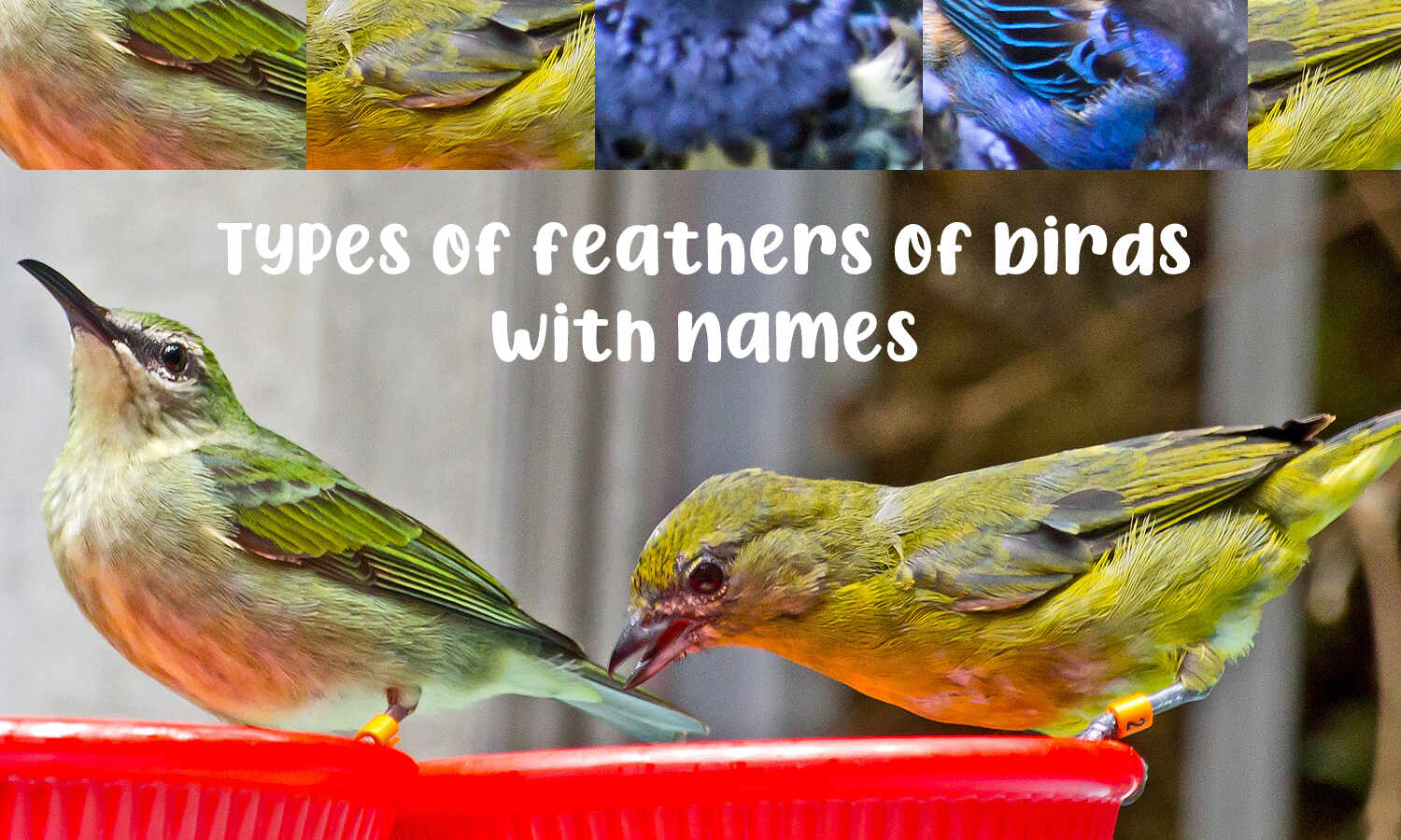 6 Different Types of Feathers in Birds and their Functions