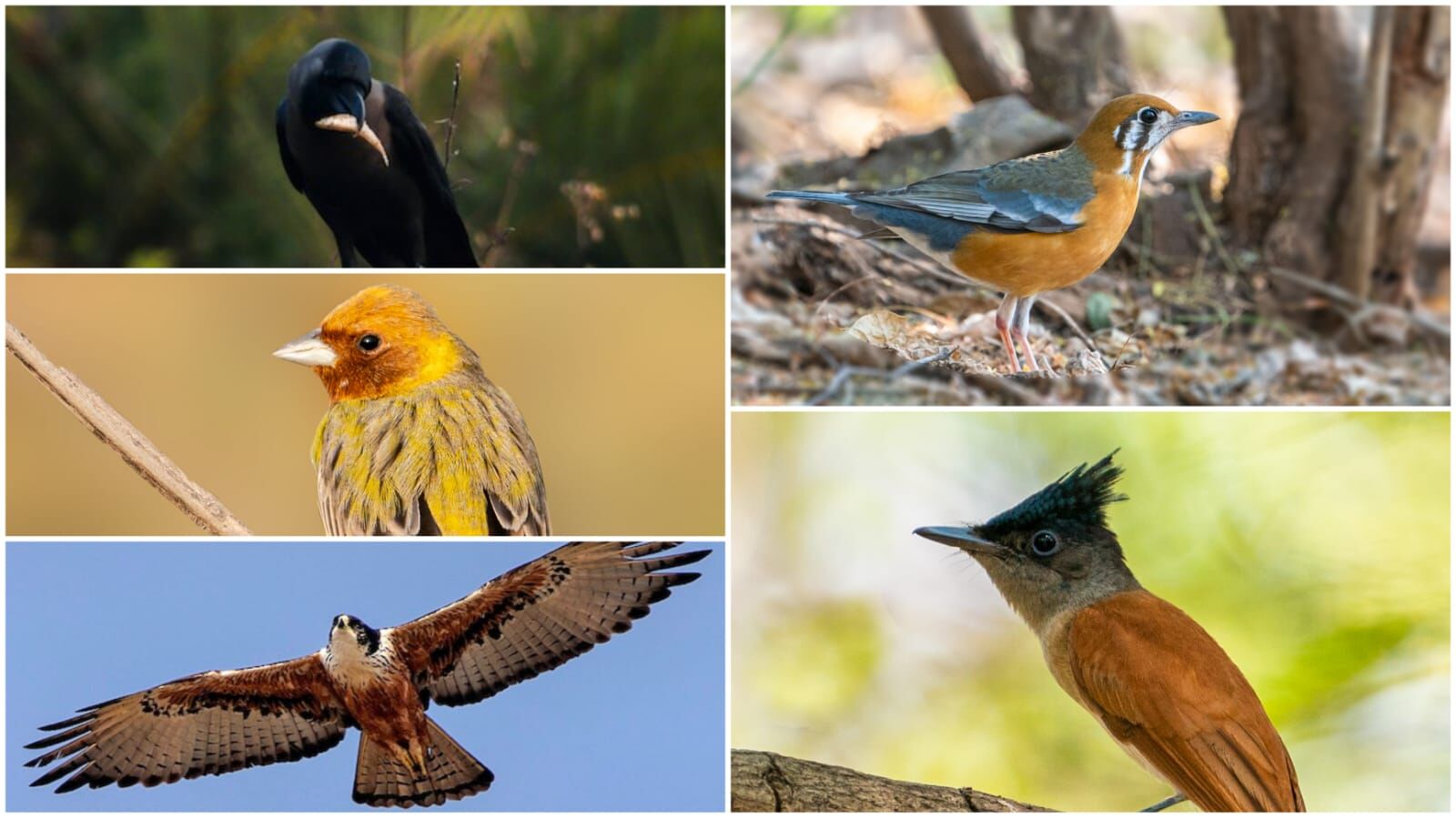 Great Backyard Bird Count 2022 identifies more than 200 species in TS, AP