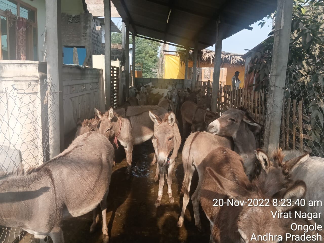 Explained: Why illegal donkey slaughter rackets are on the rise in AP