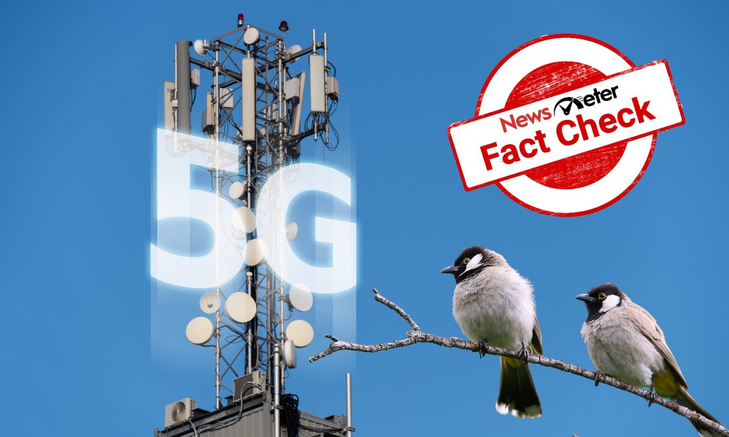 Is 5G network killing birds in India? Here's the truth