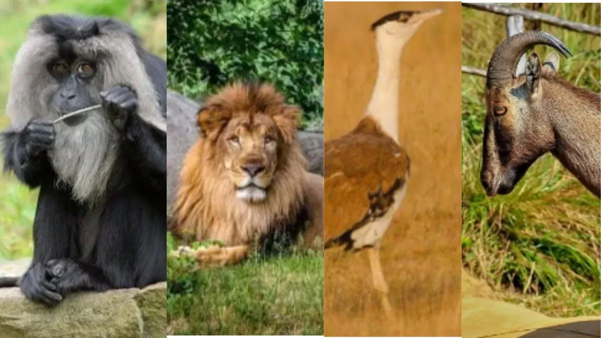 Five Animals Only Found In India Some Even Unheard Five Animals Only Found In India Some Even Unheard